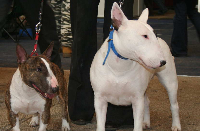 Bull Terrier Puppies For Sale in PA