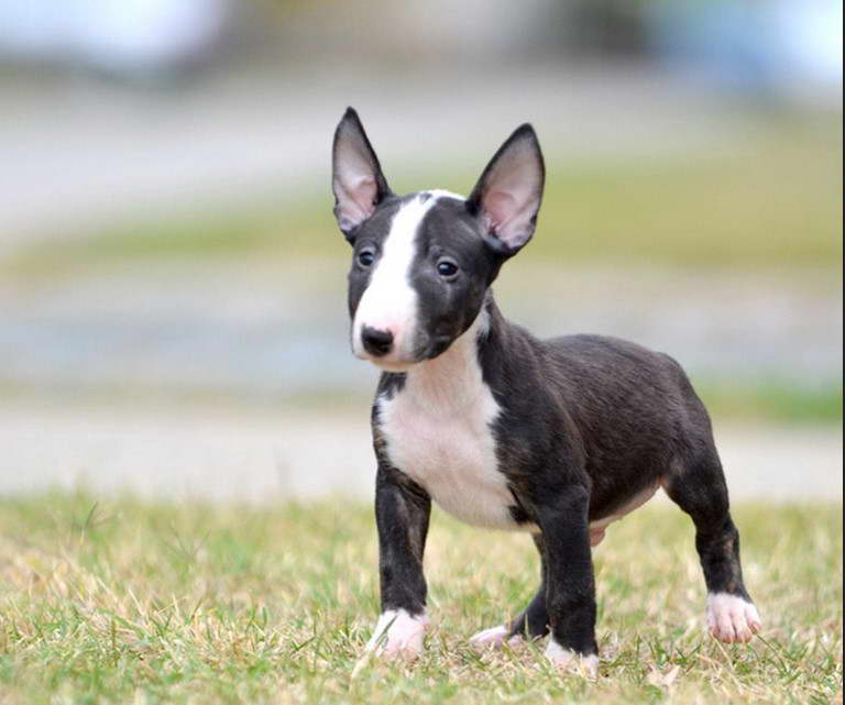 Bull Terrier Puppies Price