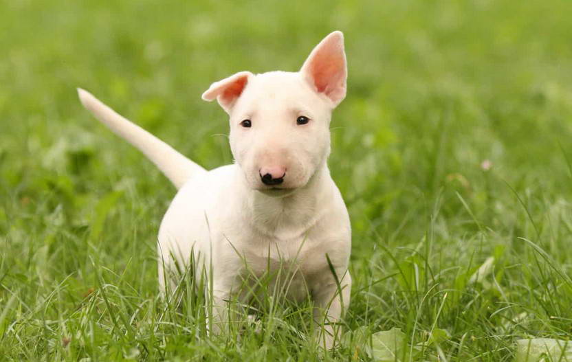 Bull Terrier Rescue Florida