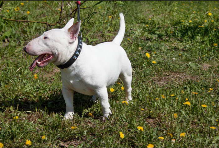 Bull Terrier Rescue Near Me