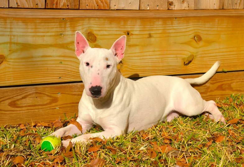 Bull Terrier Rescue Texas