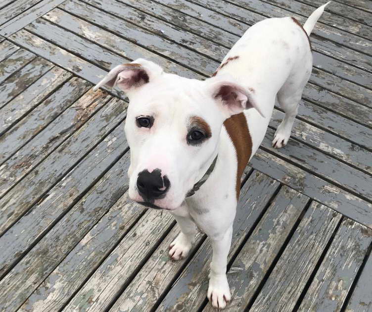 Bull Terrier Rottweiler Mix