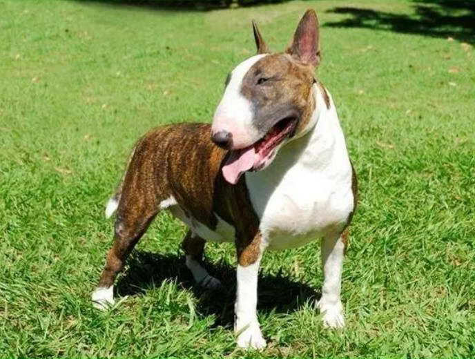 Bull Terrier Ugly