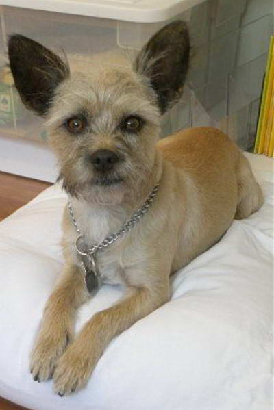 Cairn Terrier And Chihuahua Mix