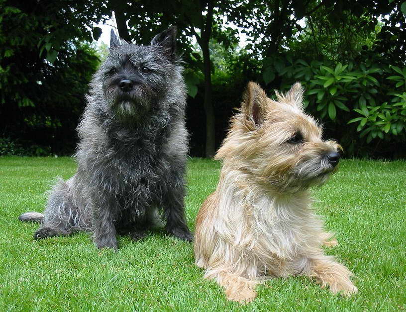 Cairn Terrier Images