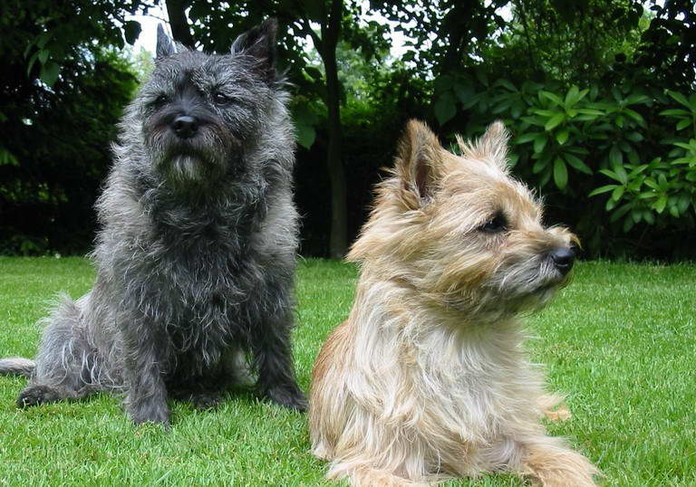 Cairn Terrier Life Expectancy