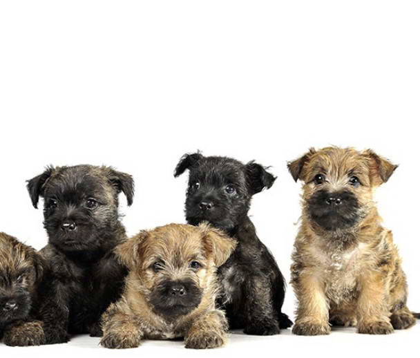 Cairn Terrier Puppies Texas