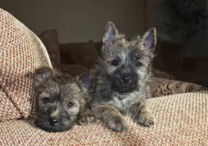 Cairn Terrier Rescue Florida