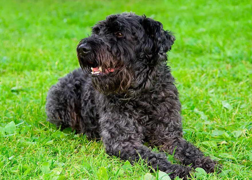 Carrie Blue Terrier