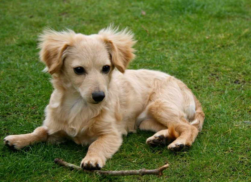 Chihuahua Dachshund Terrier Mix