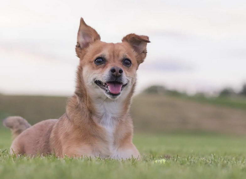 Chihuahua Terrier Mix Full Grown