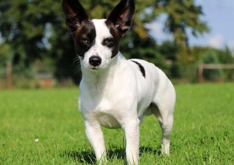 Chihuahua Terrier Puppies