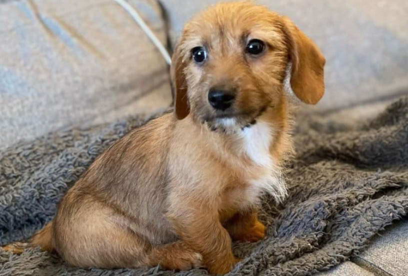 Dachshund Terrier Mix Puppies