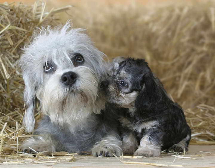 Dandie Dinmont Terrier Puppies