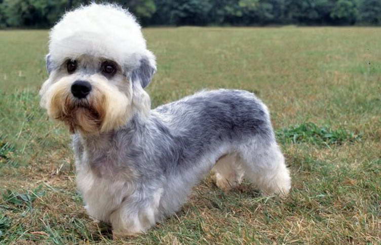 Dandie Terrier