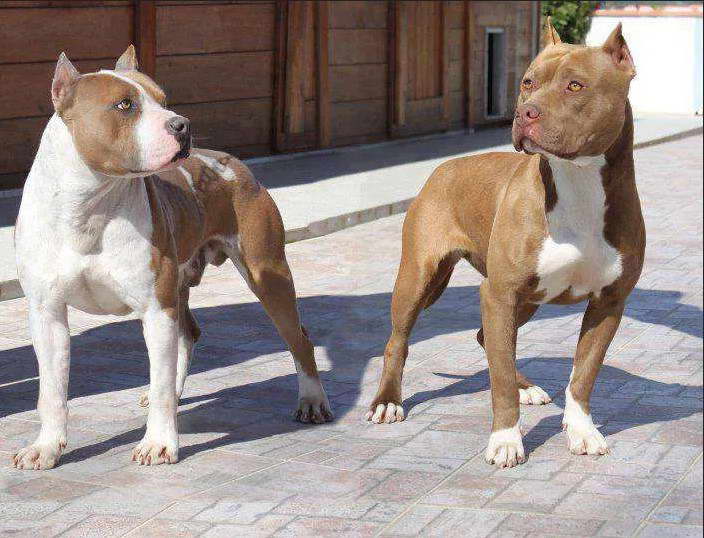 Difference Between Pitbull And American Staffordshire Terrier