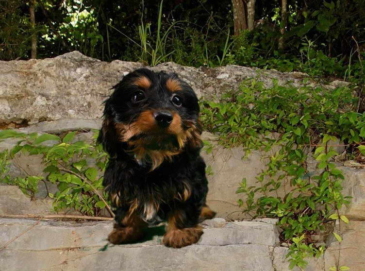 Doxie Terrier Mix