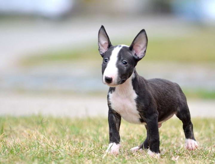 English Bull Terrier Puppies For Sale