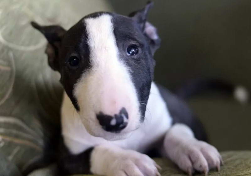 English Bull Terrier Rescue