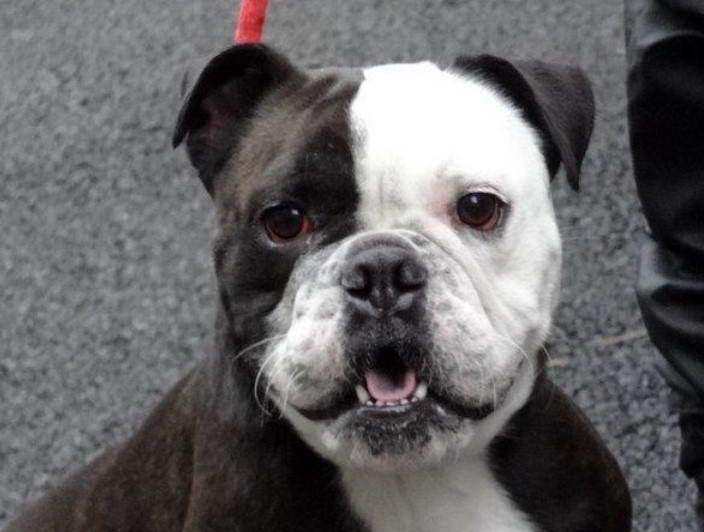 English Bulldog And Boston Terrier Mix