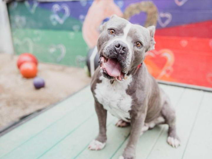 English Bulldog Bull Terrier Mix