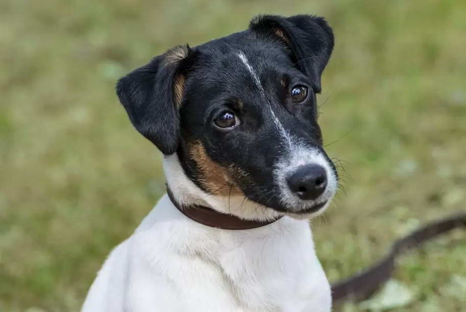 English Jack Russell Terrier