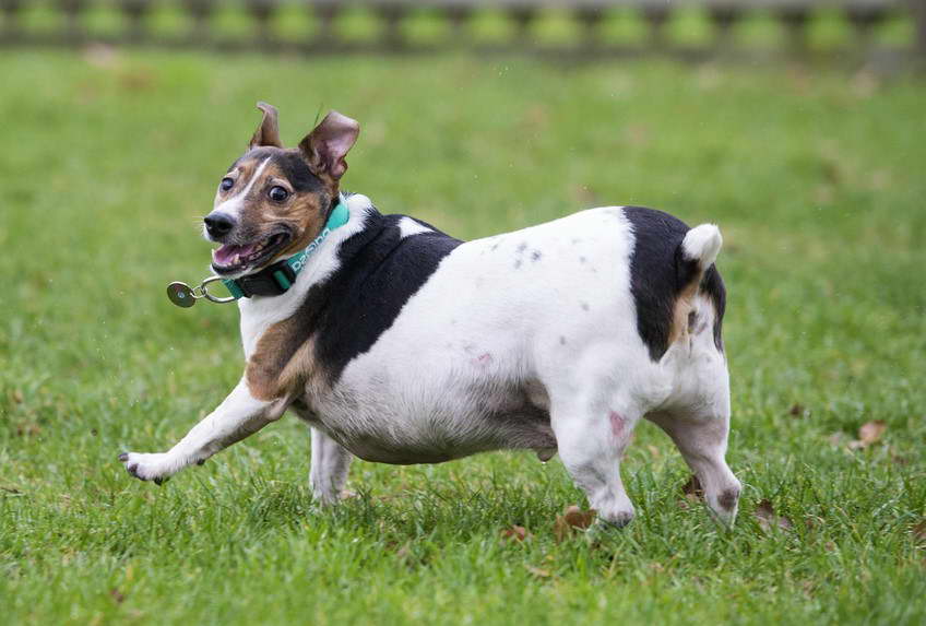 Fat Jack Russell Terrier