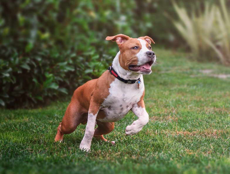 Fawn American Staffordshire Terrier