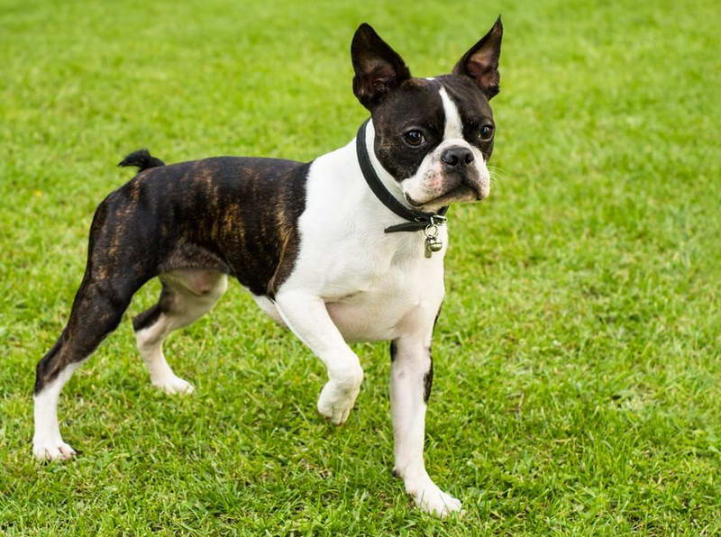 Female Boston Terrier Names