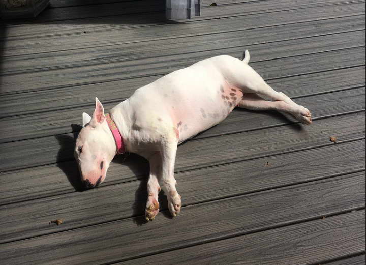 Female Bull Terrier