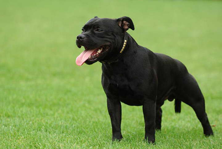 Female Staffordshire Bull Terrier