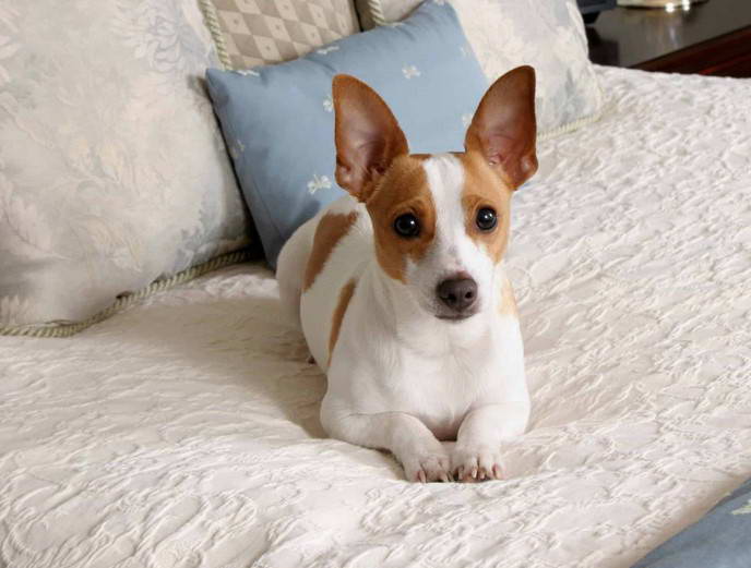 Fox Rat Terrier