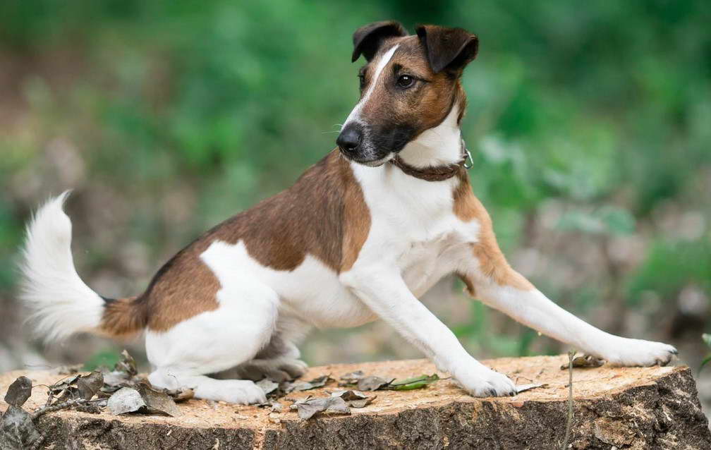 Fox Terrier Images