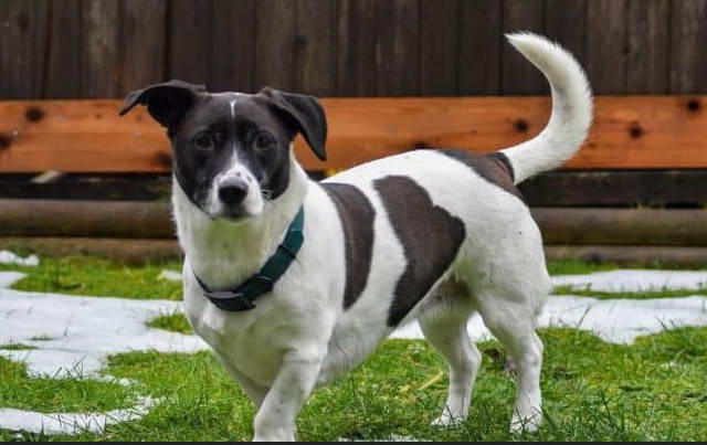 Fox Terrier Lab Mix