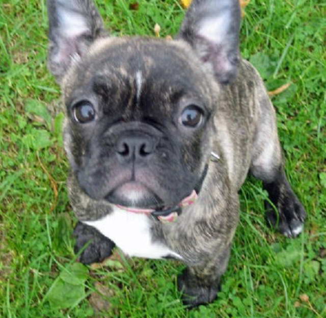 French Bulldog Boston Terrier Mix Puppy