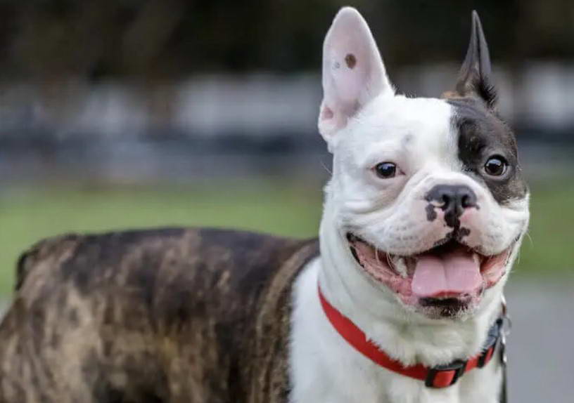 Frenchton Boston Terrier French Bulldog Mix