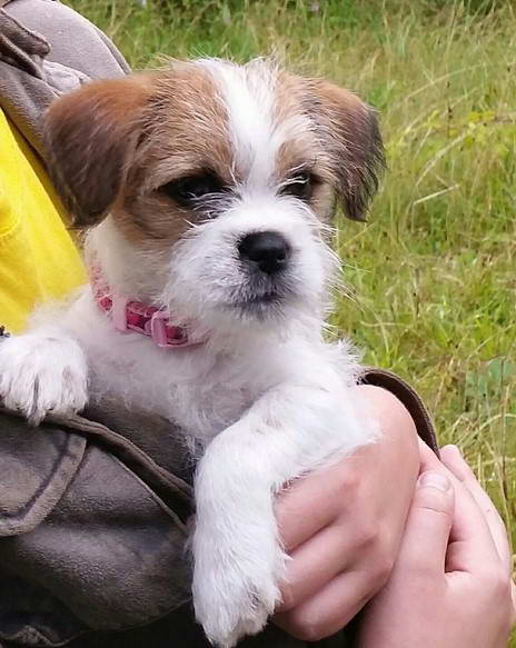 Full Grown Shih Tzu Terrier Mix