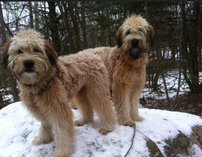 Full Grown Wheaten Terrier Poodle Mix