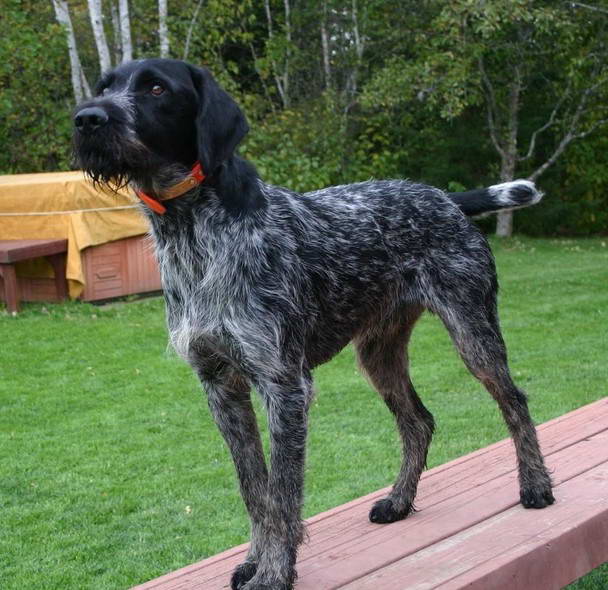 German Wirehaired Terrier