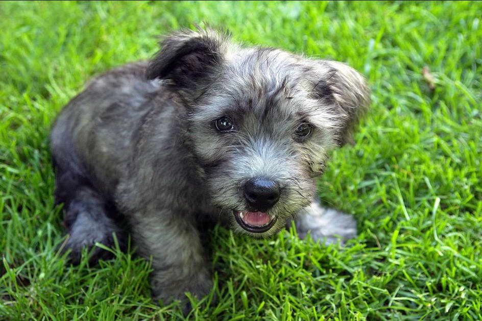 Glen of Imaal Terrier For Sale