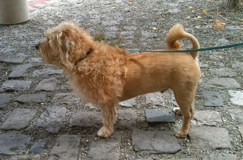 Glen of Imaal Terrier Mix