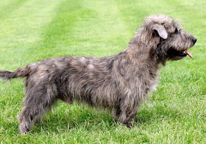 glen of imaal terrier price