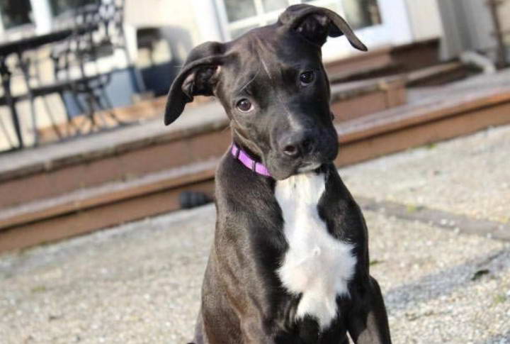 Great Dane Terrier Mix