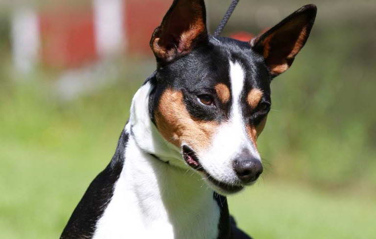 How Much Does A Rat Terrier Cost