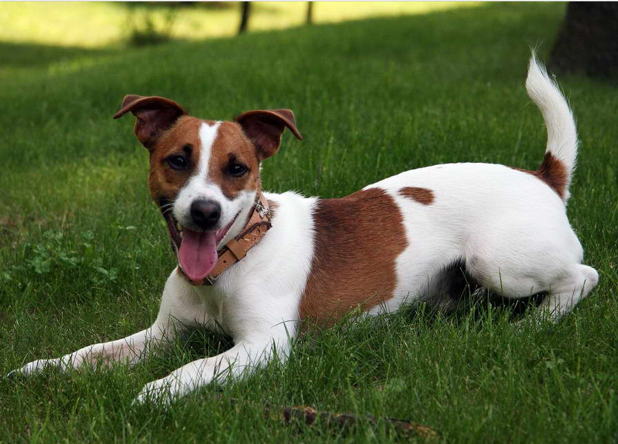 Irish Jack Russell Terrier