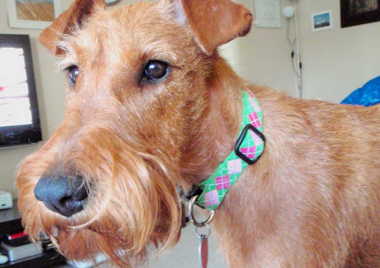 Irish Terrier Hypoallergenic