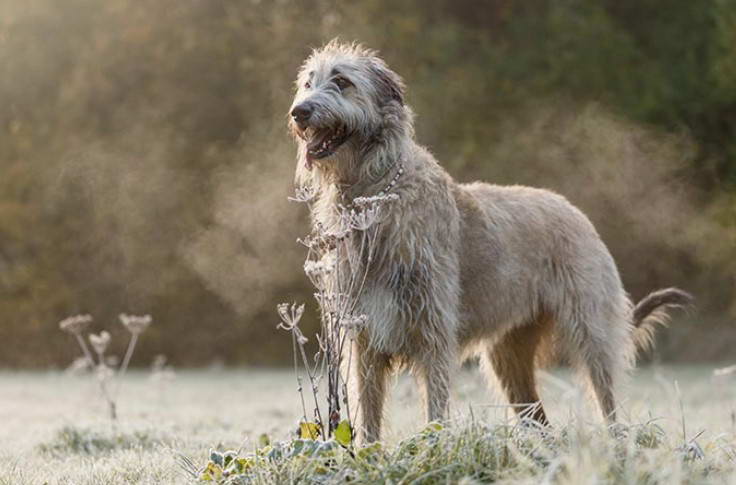 Irish Wolfhound Terrier Mix