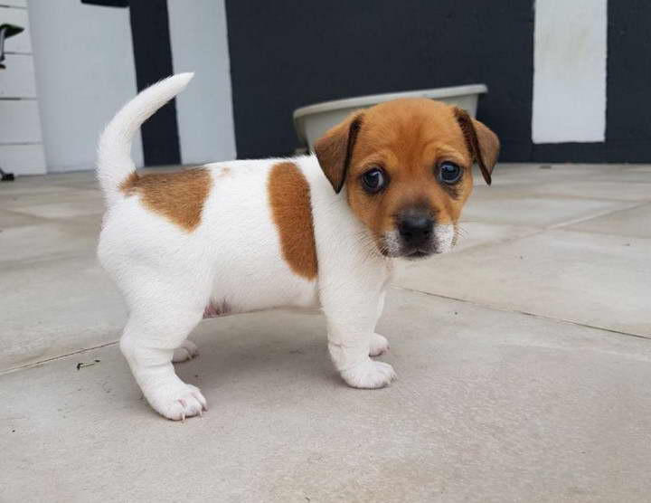 Jack Russell Smooth Fox Terrier