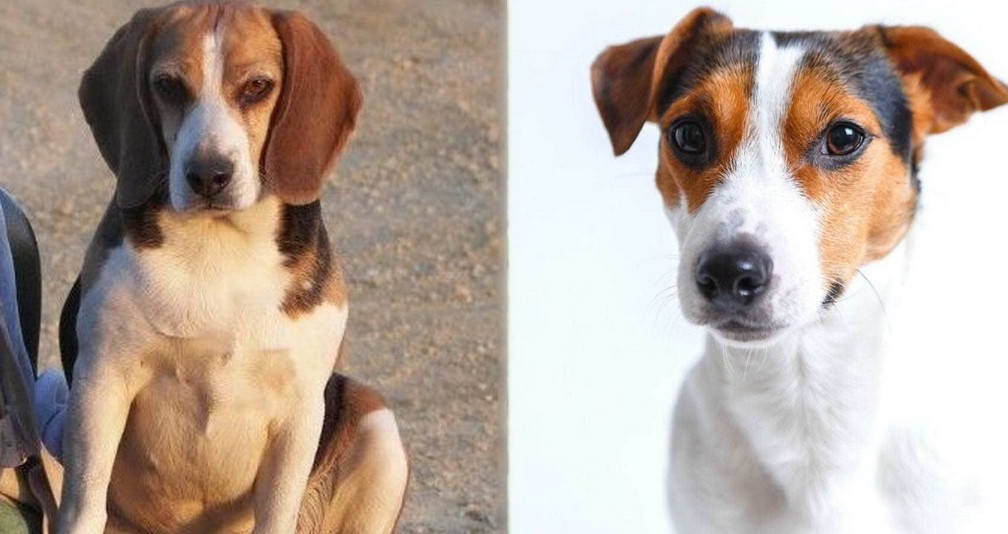 Jack Russell Terrier And Beagle Mix