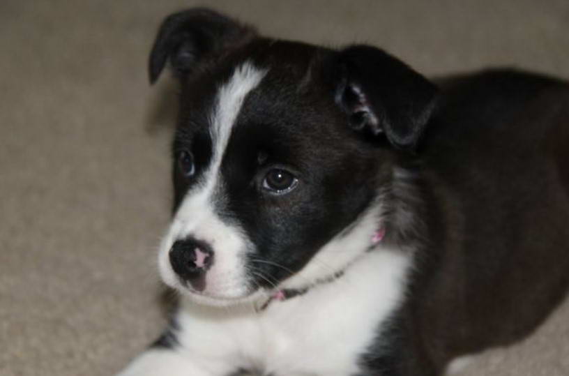 Jack Russell Terrier Australian Shepherd Mix